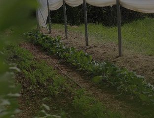 Rangs de légumes sous serre
